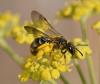 Lasioglossum sp.